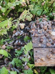 Hodowla Ślimaków