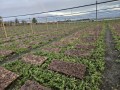 Hodowla Ślimaków
